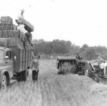 These Four Boys are Completing an FFA Supervised Farming Project